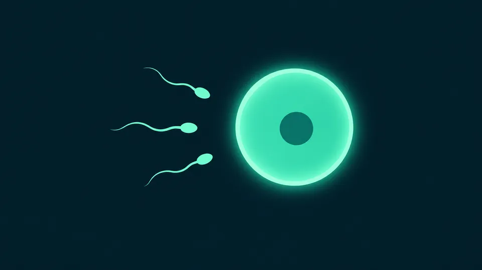 Duotone-illustration af en stor rund ægcelle og nogle små sædceller med tynde haler